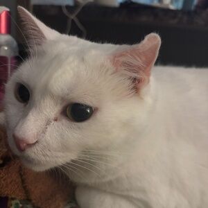 Trying to delete this listing